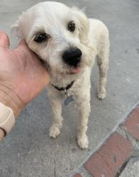 Lost Male Dog last seen Glenoaks & Van Nuys, Los Angeles, CA 91331