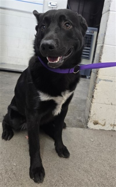 Shelter Stray Male Dog last seen LANKERSHERM AND 3RD, 333 Chandler Pl, San Bernardino, CA 92408, USA