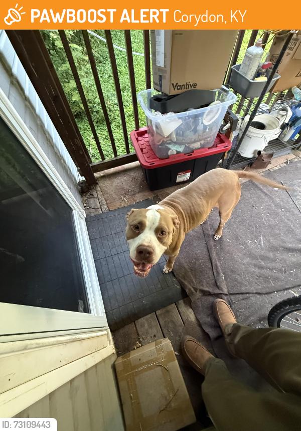 Found/Stray Male Dog last seen Eagle gas station. Corydon,ky, Corydon, KY 42406