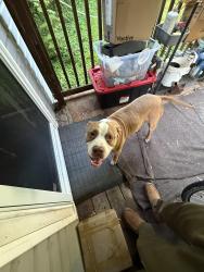 Found/Stray Male Dog last seen Eagle gas station. Corydon,ky, Corydon, KY 42406