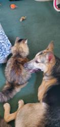Reunited Female Dog last seen 5th st, Turner, OR 97392