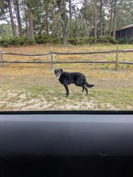 Reunited Male Dog last seen Hunters Ridge Neighborhood, Pine Forest, NC 28311