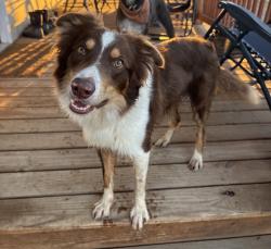 Reunited Male Dog last seen E Douglas rd or Annex reservoir 8, Fort Collins, CO 80524
