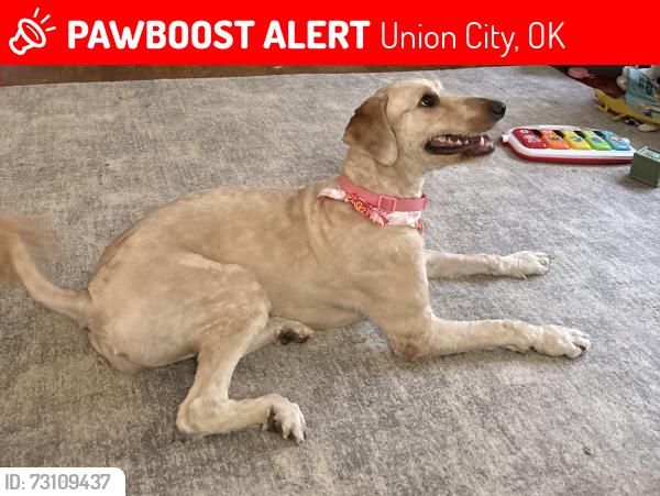 Lost Female Dog last seen Union City, Union City, OK 73090