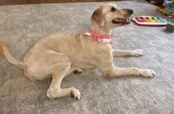 Lost Female Dog last seen Union City, Union City, OK 73090