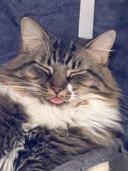Lost Male Cat last seen E Melissa ln Douglasville ,ga 30135, Douglasville, GA 30135