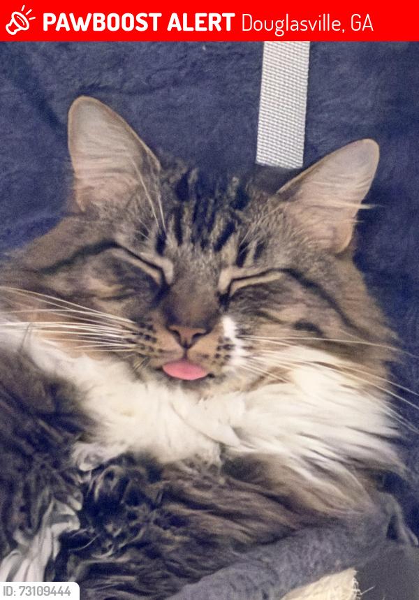 Lost Male Cat last seen E Melissa ln Douglasville ,ga 30135, Douglasville, GA 30135