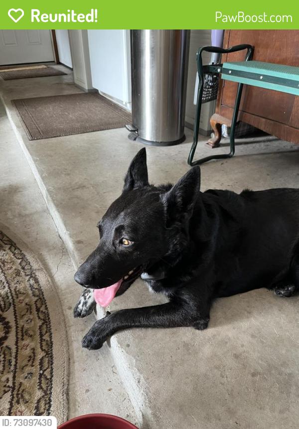 Reunited Male Dog last seen Green Rd/ Rustic Pines, Middleburg, FL 32068