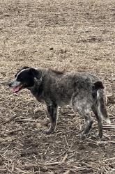 Lost Male Dog last seen Martensdale, IA, Saint Charles, IA 50240