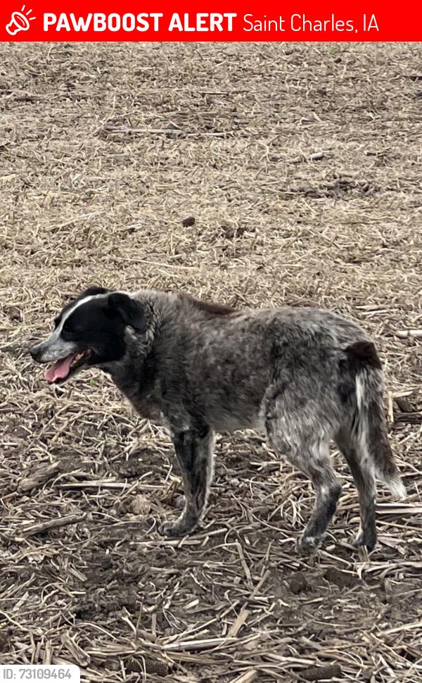 Lost Male Dog last seen Martensdale, IA, Saint Charles, IA 50240