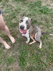 Found/Stray Male Dog last seen Occoneechee golf course, Hillsborough, NC 27278