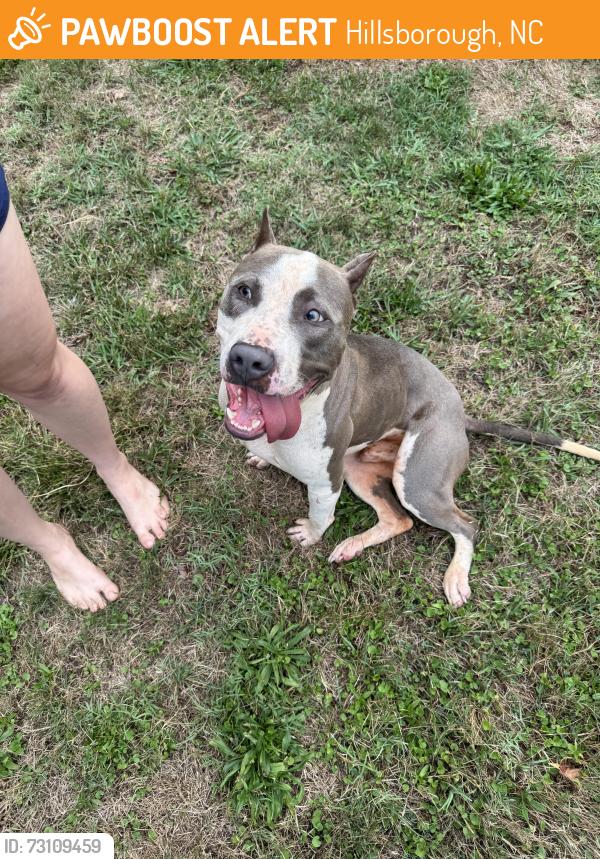 Found/Stray Male Dog last seen Occoneechee golf course, Hillsborough, NC 27278