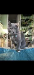 Lost Female Cat last seen Old fort road, Fairview, NC 28730