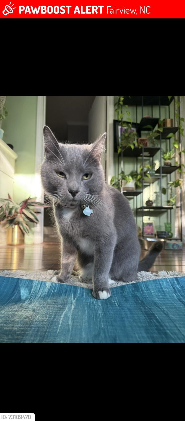 Lost Female Cat last seen Old fort road, Fairview, NC 28730