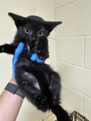 Shelter Stray Female Cat last seen STOVER WAY & DANA WAY, 2127 Front St, Sacramento, CA 95818, USA