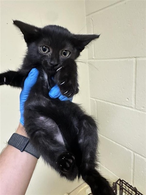 Shelter Stray Female Cat last seen STOVER WAY & DANA WAY, 2127 Front St, Sacramento, CA 95818, USA