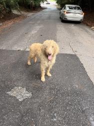 Found/Stray Male Dog last seen Green springs highway, Birmingham, AL 35205