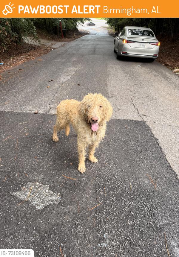Found/Stray Male Dog last seen Green springs highway, Birmingham, AL 35205