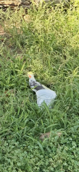 Found/Stray Unknown Bird last seen Near and main st in Providence Village, Providence Village, TX 76227
