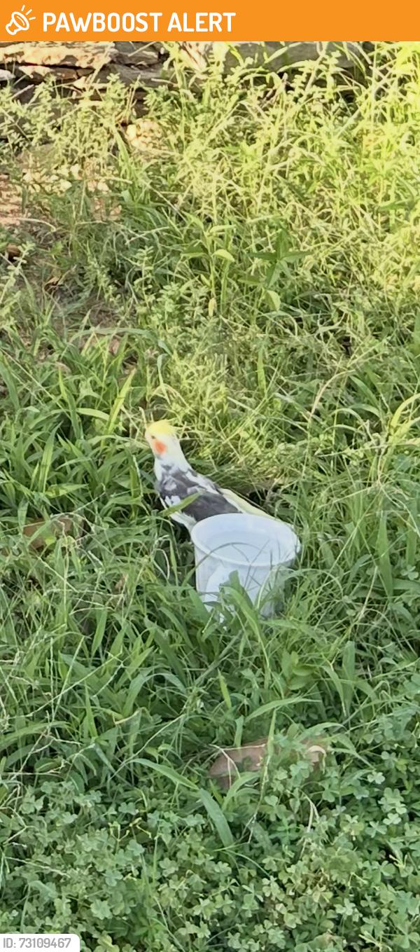 Found/Stray Unknown Bird last seen Near and main st in Providence Village, Providence Village, TX 76227