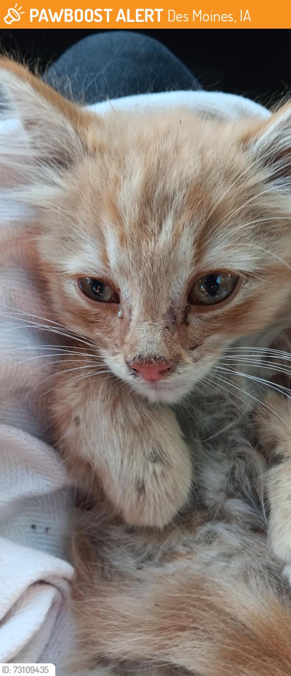 Found/Stray Unknown Cat last seen Geil ave, Des Moines, IA 50315