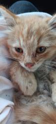 Found/Stray Unknown Cat last seen Geil ave, Des Moines, IA 50315