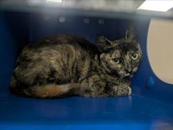 Shelter Stray Female Cat last seen SHORELINE/POND 2, 16 Barnes Ct, Hayward, CA 94544, USA