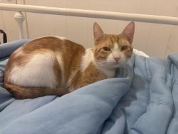 Lost Male Cat last seen mission, Riverside, CA 92509