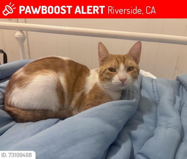 Lost Male Cat last seen mission, Riverside, CA 92509