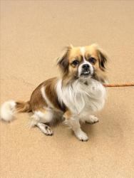 Shelter Stray Male Dog last seen WINTON/CLAWITER, 16 Barnes Ct, Hayward, CA 94544, USA