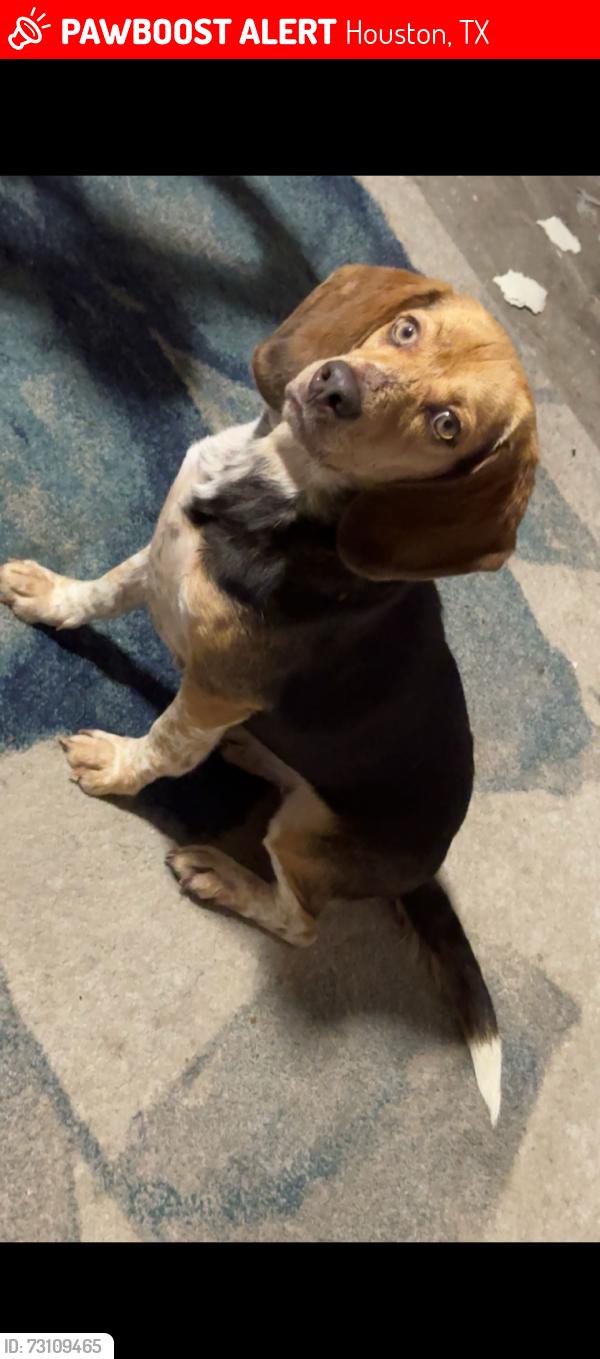 Lost Female Dog last seen Belmark st 77033, Houston, TX 77033