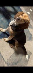 Lost Female Dog last seen Belmark st 77033, Houston, TX 77033