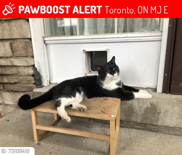 Lost Male Cat last seen Allenbury Gardens/kingslake rd, Toronto, ON M2J 3E2
