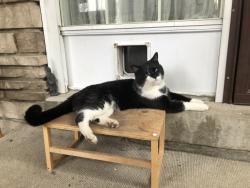 Lost Male Cat last seen Allenbury Gardens/kingslake rd, Toronto, ON M2J 3E2