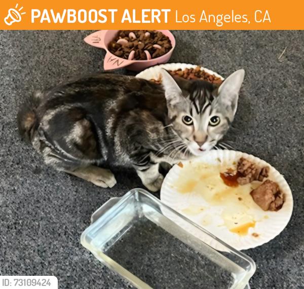 Found/Stray Female Cat last seen Sunland Park, Los Angeles, CA 91040