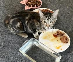 Found/Stray Female Cat last seen Sunland Park, Los Angeles, CA 91040