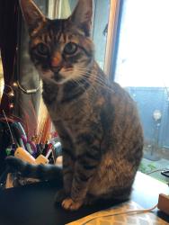 Reunited Female Cat last seen Vallejo street, Santa Rosa, CA 95404