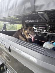 Found/Stray Male Dog last seen W Rayford and northcrest, Auburn Lakes, TX 77389