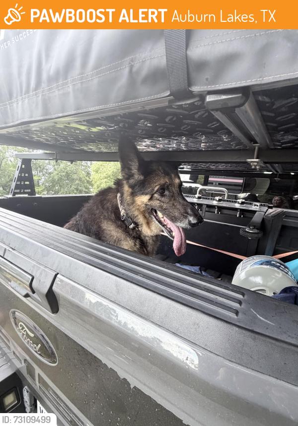 Found/Stray Male Dog last seen W Rayford and northcrest, Auburn Lakes, TX 77389