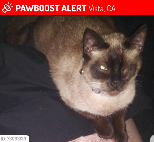 Lost Female Cat last seen Civic center and s. Santa Fe avenue., Vista, CA 92083