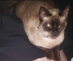 Lost Female Cat last seen Civic center and s. Santa Fe avenue., Vista, CA 92083