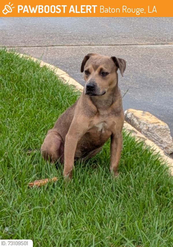 Found/Stray Unknown Dog last seen I-110 and Capitol Access at DOTD hq parking lot on train side, Baton Rouge, LA 70802