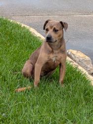 Found/Stray Unknown Dog last seen I-110 and Capitol Access at DOTD hq parking lot on train side, Baton Rouge, LA 70802