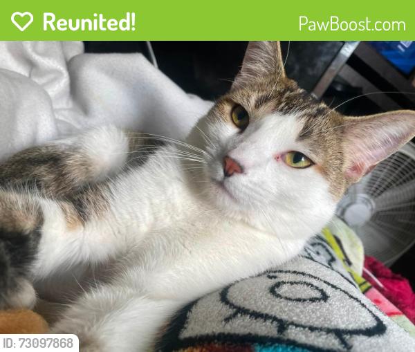 Reunited Male Cat last seen South Walter Ave and Harriet Street, Appleton, WI 54915