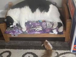Reunited Female Cat last seen Near S Salem St, Aurora, CO 80012, USA, Aurora, CO 80012