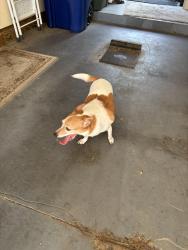 Found/Stray Male Dog last seen Blendon woods area, Columbus, OH 43230