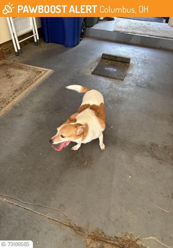 Found/Stray Male Dog last seen Blendon woods area, Columbus, OH 43230