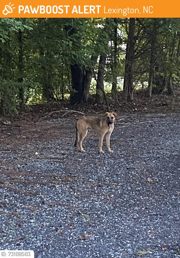 Found/Stray Male Dog last seen Armold Rd, Lexington, NC 27295