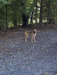 Found/Stray Male Dog last seen Armold Rd, Lexington, NC 27295