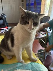 Found/Stray Unknown Cat last seen Scottsdale Rd, Scottsdale, AZ 85257